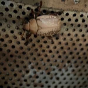Anoplognathus concolor at suppressed - suppressed