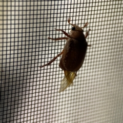 Anoplognathus concolor at suppressed - suppressed