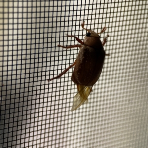 Anoplognathus concolor at suppressed - suppressed