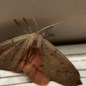 Arhodia lasiocamparia at Surf Beach, NSW - 18 Dec 2023 10:26 PM