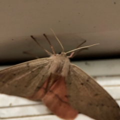 Arhodia lasiocamparia at Surf Beach, NSW - 18 Dec 2023