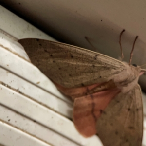 Arhodia lasiocamparia at Surf Beach, NSW - 18 Dec 2023 10:26 PM