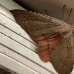 Arhodia lasiocamparia at Surf Beach, NSW - 18 Dec 2023 10:26 PM
