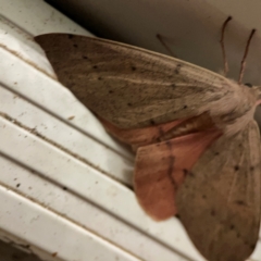 Arhodia lasiocamparia at Surf Beach, NSW - 18 Dec 2023