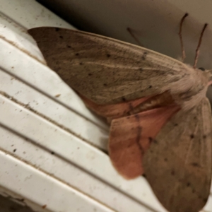 Arhodia lasiocamparia at Surf Beach, NSW - 18 Dec 2023 10:26 PM