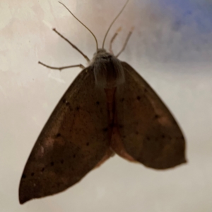 Arhodia lasiocamparia at Surf Beach, NSW - 18 Dec 2023 10:26 PM