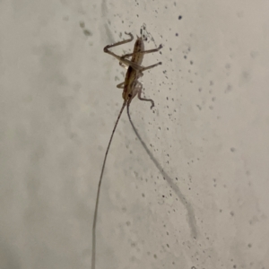 Tettigoniidae (family) at Surf Beach, NSW - 18 Dec 2023 10:31 PM