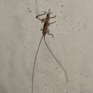 Tettigoniidae (family) at Surf Beach, NSW - 18 Dec 2023