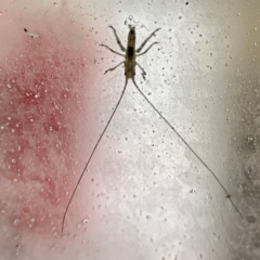 Tettigoniidae (family) at Surf Beach, NSW - 18 Dec 2023 10:31 PM