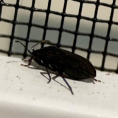 Pentatomoidea (Super family) at Surf Beach, NSW - 18 Dec 2023 10:55 PM