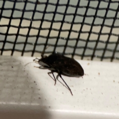 Pentatomoidea (Super family) at Surf Beach, NSW - 18 Dec 2023 10:55 PM