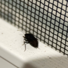 Pentatomoidea (Super family) at Surf Beach, NSW - 18 Dec 2023 10:55 PM
