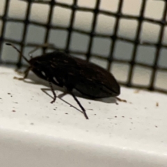 Pentatomoidea (Super family) at Surf Beach, NSW - 18 Dec 2023 10:55 PM