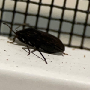 Pentatomoidea (Super family) at Surf Beach, NSW - 18 Dec 2023 10:55 PM