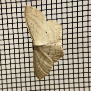 Scopula perlata at Surf Beach, NSW - 18 Dec 2023 10:55 PM