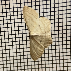 Scopula perlata at Surf Beach, NSW - 18 Dec 2023 10:55 PM