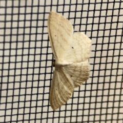 Scopula perlata at Surf Beach, NSW - 18 Dec 2023 10:55 PM