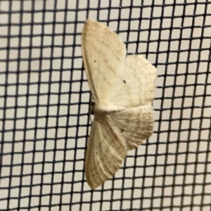 Scopula perlata at Surf Beach, NSW - 18 Dec 2023 10:55 PM