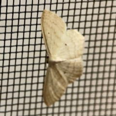 Scopula perlata at Surf Beach, NSW - 18 Dec 2023