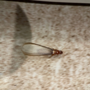 Termitoidae (informal group) at Surf Beach, NSW - 18 Dec 2023 10:57 PM
