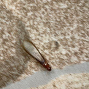 Termitoidae (informal group) at Surf Beach, NSW - 18 Dec 2023 10:57 PM