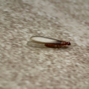 Termitoidae (informal group) at Surf Beach, NSW - 18 Dec 2023 10:57 PM