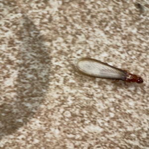 Termitoidae (informal group) at Surf Beach, NSW - 18 Dec 2023 10:57 PM