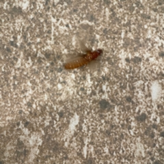 Termitoidae (informal group) at Surf Beach, NSW - 18 Dec 2023 10:57 PM