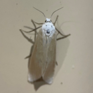 Scirpophaga imparellus at Surf Beach, NSW - 18 Dec 2023 10:58 PM