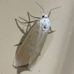 Scirpophaga imparellus at Surf Beach, NSW - 18 Dec 2023 10:58 PM