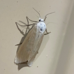 Scirpophaga imparellus at Surf Beach, NSW - 18 Dec 2023