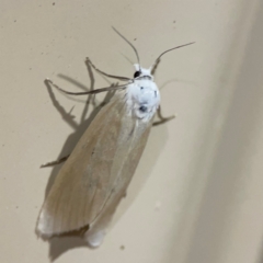 Scirpophaga imparellus at Surf Beach, NSW - 18 Dec 2023 10:58 PM