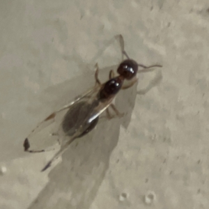 Formicidae (family) at Surf Beach, NSW - 18 Dec 2023