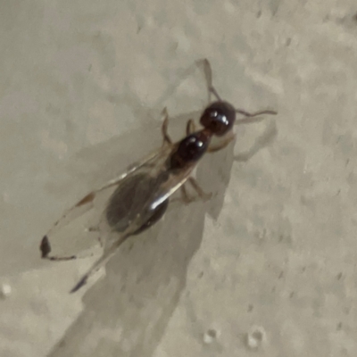 Formicidae (family) (Unidentified ant) at Surf Beach, NSW - 18 Dec 2023 by Hejor1