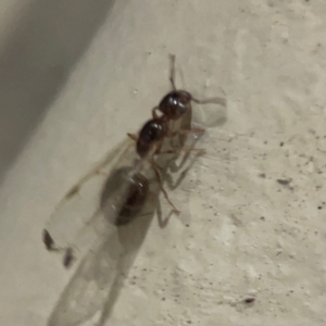 Formicidae (family) at Surf Beach, NSW - 18 Dec 2023