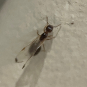 Formicidae (family) at Surf Beach, NSW - 18 Dec 2023