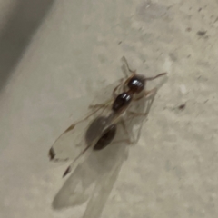 Formicidae (family) at Surf Beach, NSW - 18 Dec 2023