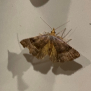 Meranda susialis at Surf Beach, NSW - 18 Dec 2023 11:01 PM