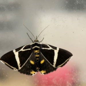 Fodina ostorius at Surf Beach, NSW - 18 Dec 2023