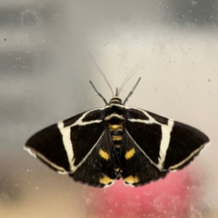 Fodina ostorius at Surf Beach, NSW - 18 Dec 2023