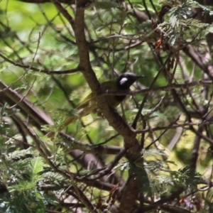 Nesoptilotis leucotis at Gigerline Nature Reserve - 18 Dec 2023