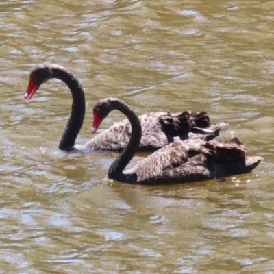 Cygnus atratus (Black Swan) at Booth, ACT - 18 Dec 2023 by RodDeb