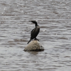 Phalacrocorax sulcirostris (Little Black Cormorant) at Tuggeranong, ACT - 18 Dec 2023 by RodDeb