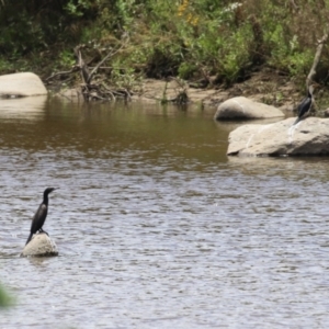 Phalacrocorax sulcirostris at Gigerline Nature Reserve - 18 Dec 2023 01:02 PM