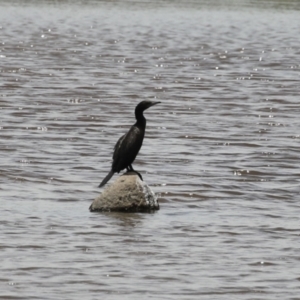 Phalacrocorax sulcirostris at Gigerline Nature Reserve - 18 Dec 2023 01:02 PM