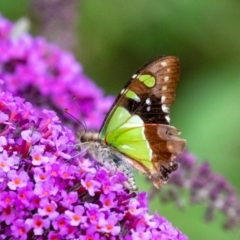 Graphium macleayanum (Macleay's Swallowtail) at Wingecarribee Local Government Area - 18 Dec 2023 by Aussiegall