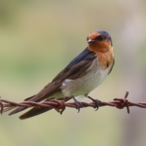 Hirundo neoxena at Booth, ACT - 18 Dec 2023