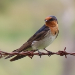 Hirundo neoxena at Booth, ACT - 18 Dec 2023