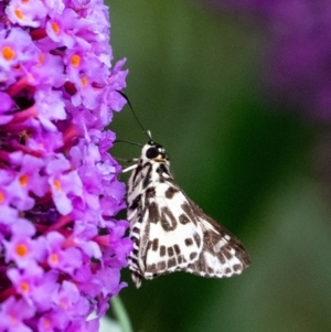 Hesperilla ornata at Wingecarribee Local Government Area - suppressed