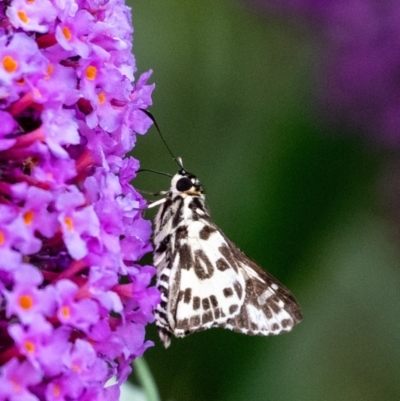 Hesperilla ornata (Spotted Sedge-skipper) at Wingecarribee Local Government Area - 18 Dec 2023 by Aussiegall